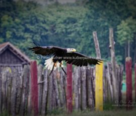 1_P_193187_DxO