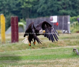 1_P_193210_DxO
