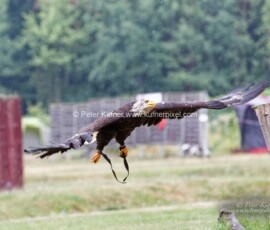1_P_193211_DxO