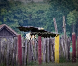 P_193187_DxO