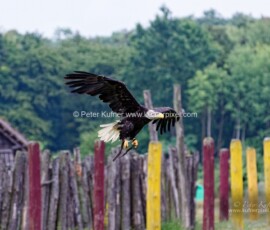 P_193188_DxO