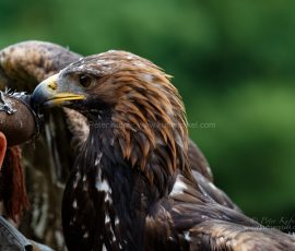 P_193269_DxO