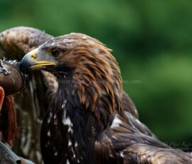 P_193269_DxO