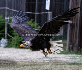 P_193597_DxO