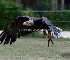 P_193598_DxO