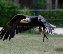 P_193598_DxO