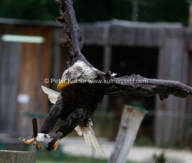 P_193602_DxO