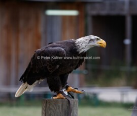 P_193603_DxO