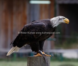 P_193604_DxO