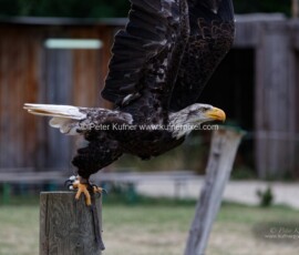 P_193605_DxO