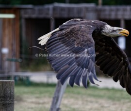 P_193606_DxO