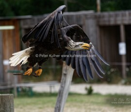 P_193621_DxO
