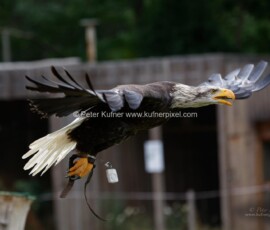 P_193622_DxO