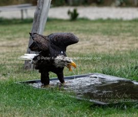 P_193685_DxO