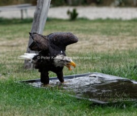 P_193685_DxO