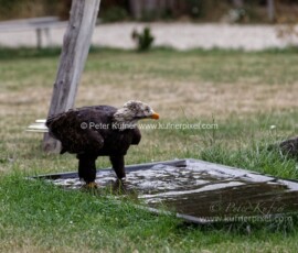 P_193686_DxO