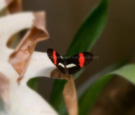P_195007_DxO