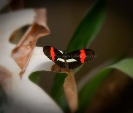 P_195008_DxO