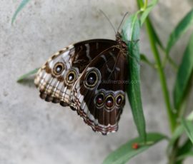 P_195010_DxO