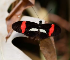 P_195011_DxO