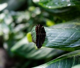 P_195019_DxO