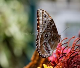 P_195067_DxO
