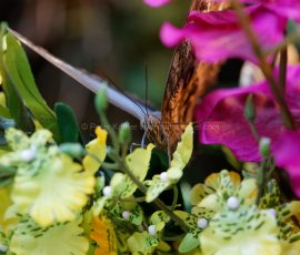 P_195068_DxO