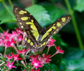 P_195079_DxO
