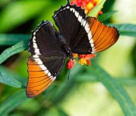 P_195086_DxO