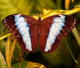 P_195094_DxO