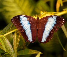 P_195095_DxO