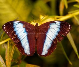 P_195096_DxO
