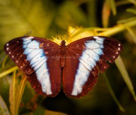 P_195097_DxO