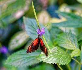 P_195100_DxO