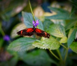 P_195102_DxO