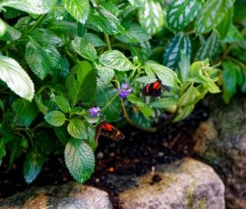 P_195105_DxO