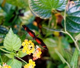 P_195113_DxO