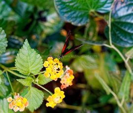 P_195114_DxO