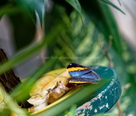 P_195119_DxO